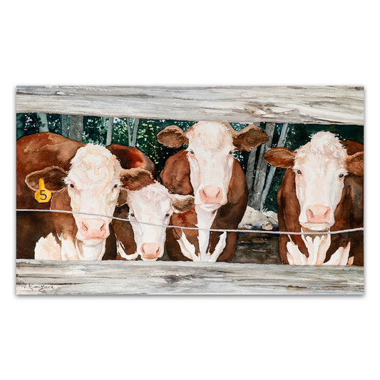 Cows
