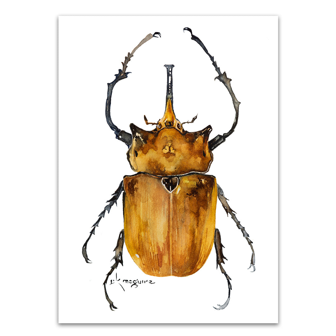 Elephant Beetle