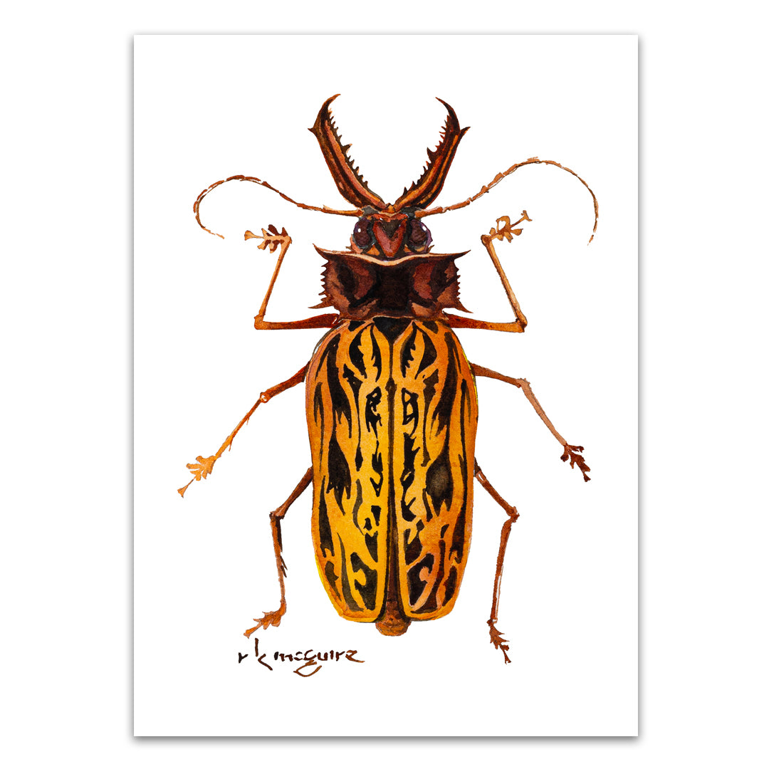 Harlequin Beetle