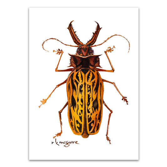 Harlequin Beetle