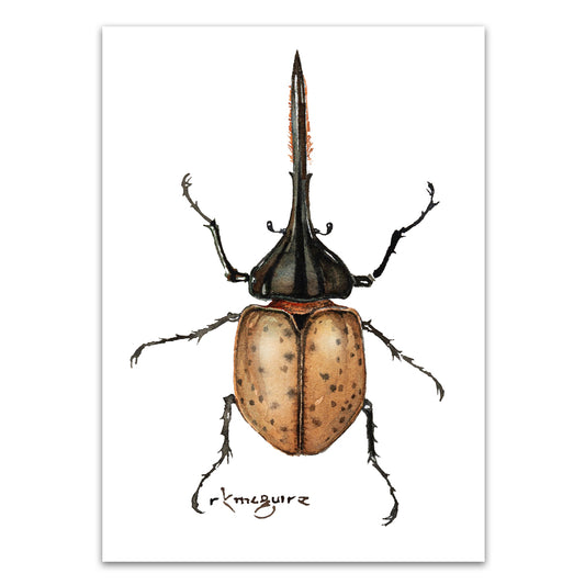 Hercules Beetle