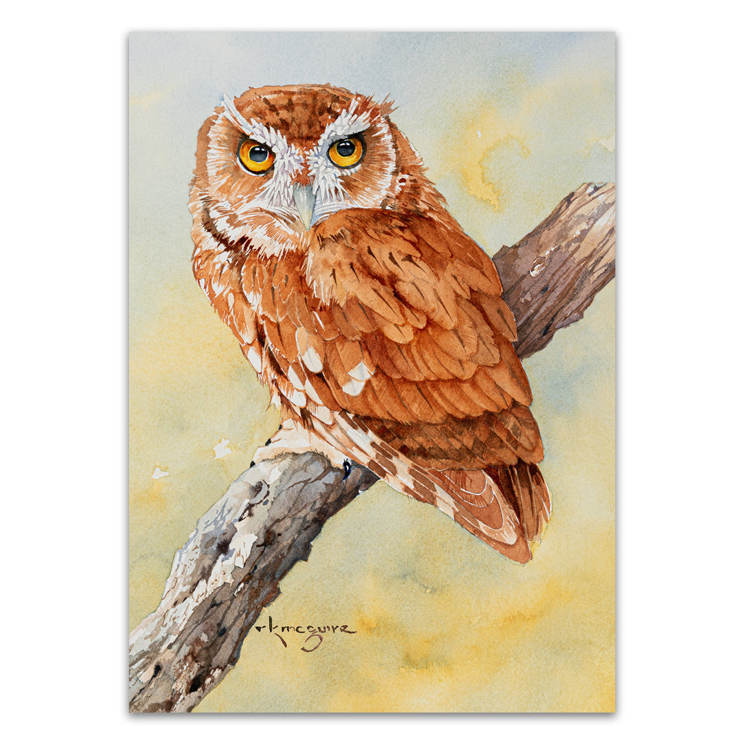 Screech Owl