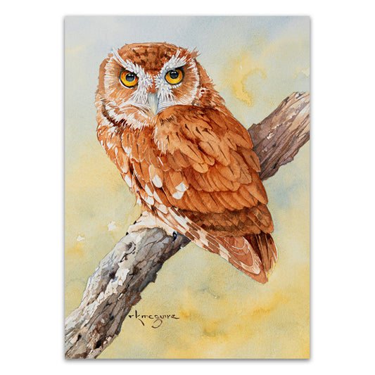 Screech Owl