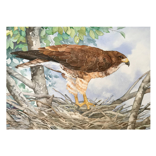 Swainsons Hawk