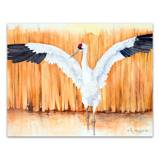 Whooping Crane