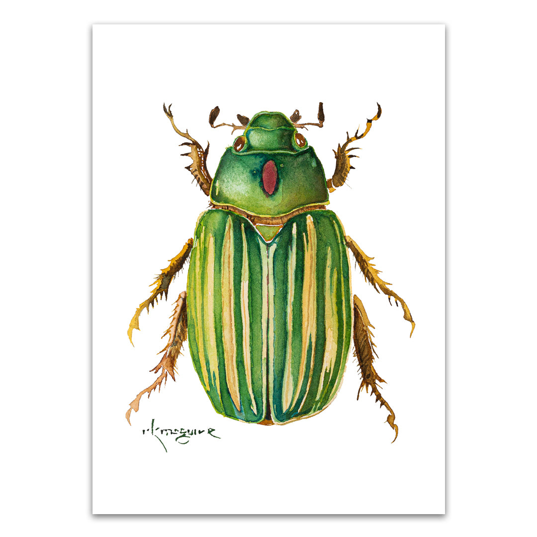 Scarab Beetle